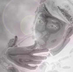 t.jpg