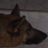 Mavll
