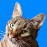 MiaowMinx