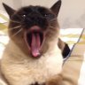 ferchurito
