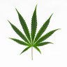 PartyNerd420