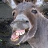 DonKeballs