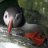 Puffinz