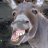 DonKeballs