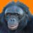 PeeJay Bonobo